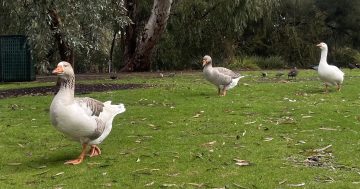 The Wollundry Lagoon geese: feathered friends or avian aggressors?