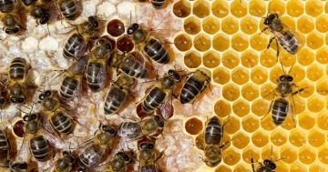 'Fingers crossed' biosecurity emergency lockdown saves bees from varroa mites