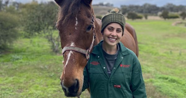 What brings out the best in retired racehorses? CSU honours student investigates