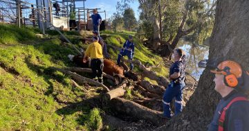 High drama at Gumly Gumly to rescue man trapped under birthing cow