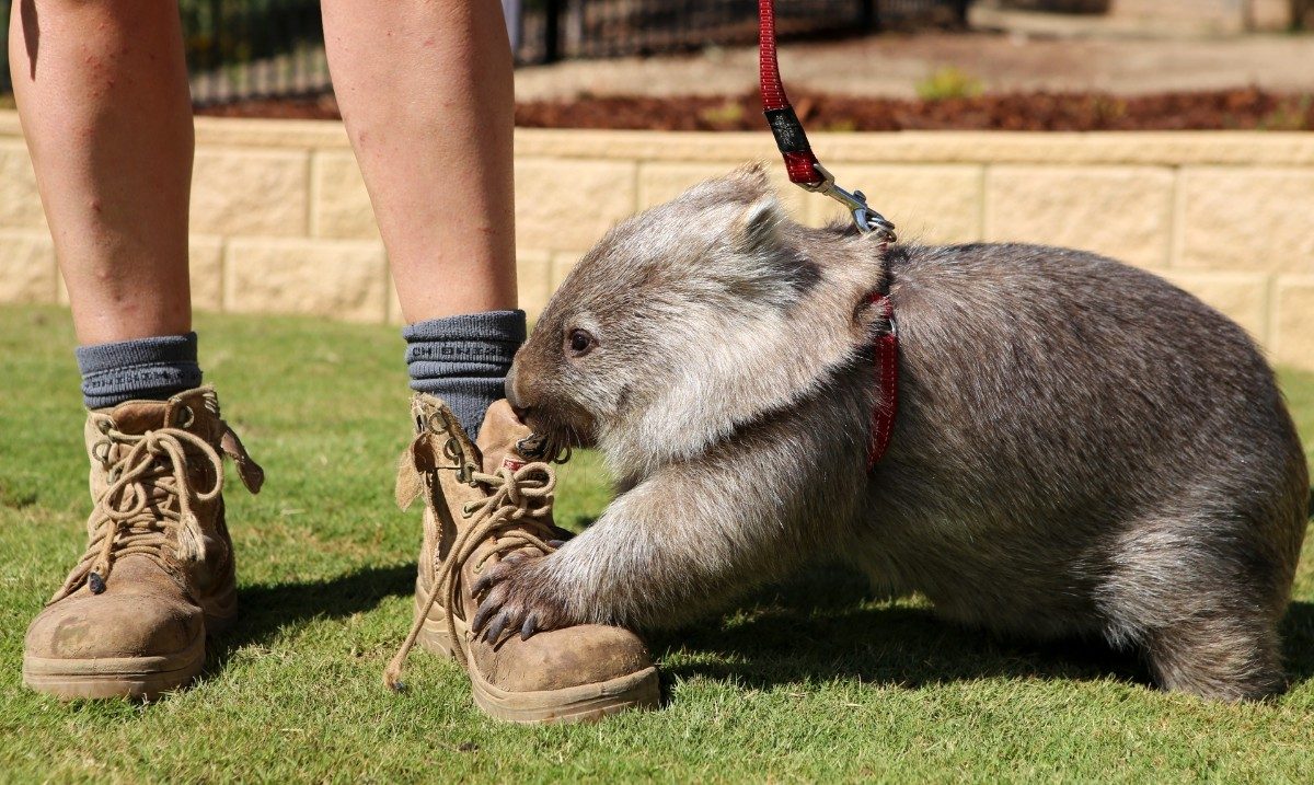 Wombat biting shoe