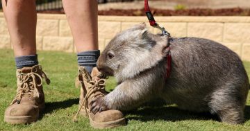 RIP Russell: Wagga's favourite wombat has passed away