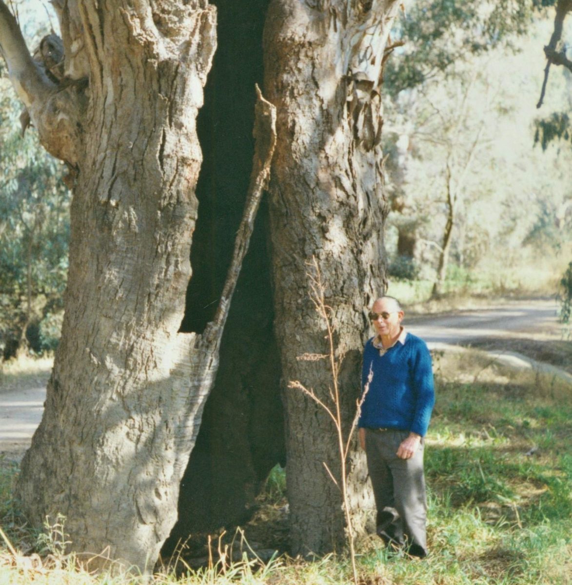 man next to hollow tree