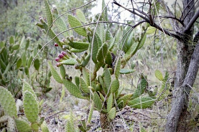 Cactus