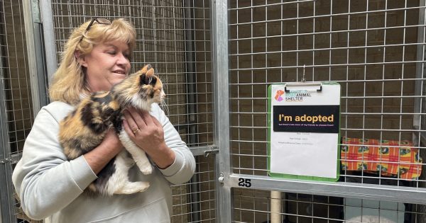 How Facebook is helping Wagga's shelter animals find their new homes