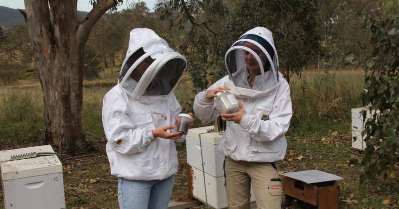 NSW Nationals call for more bee farmer protection against varroa mite ahead of almond season
