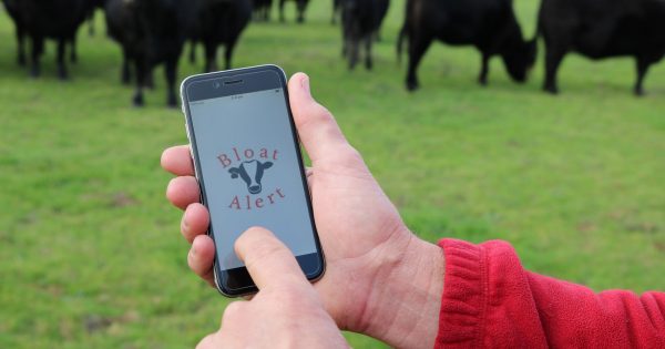 App to detect cattle bloat now available in Android