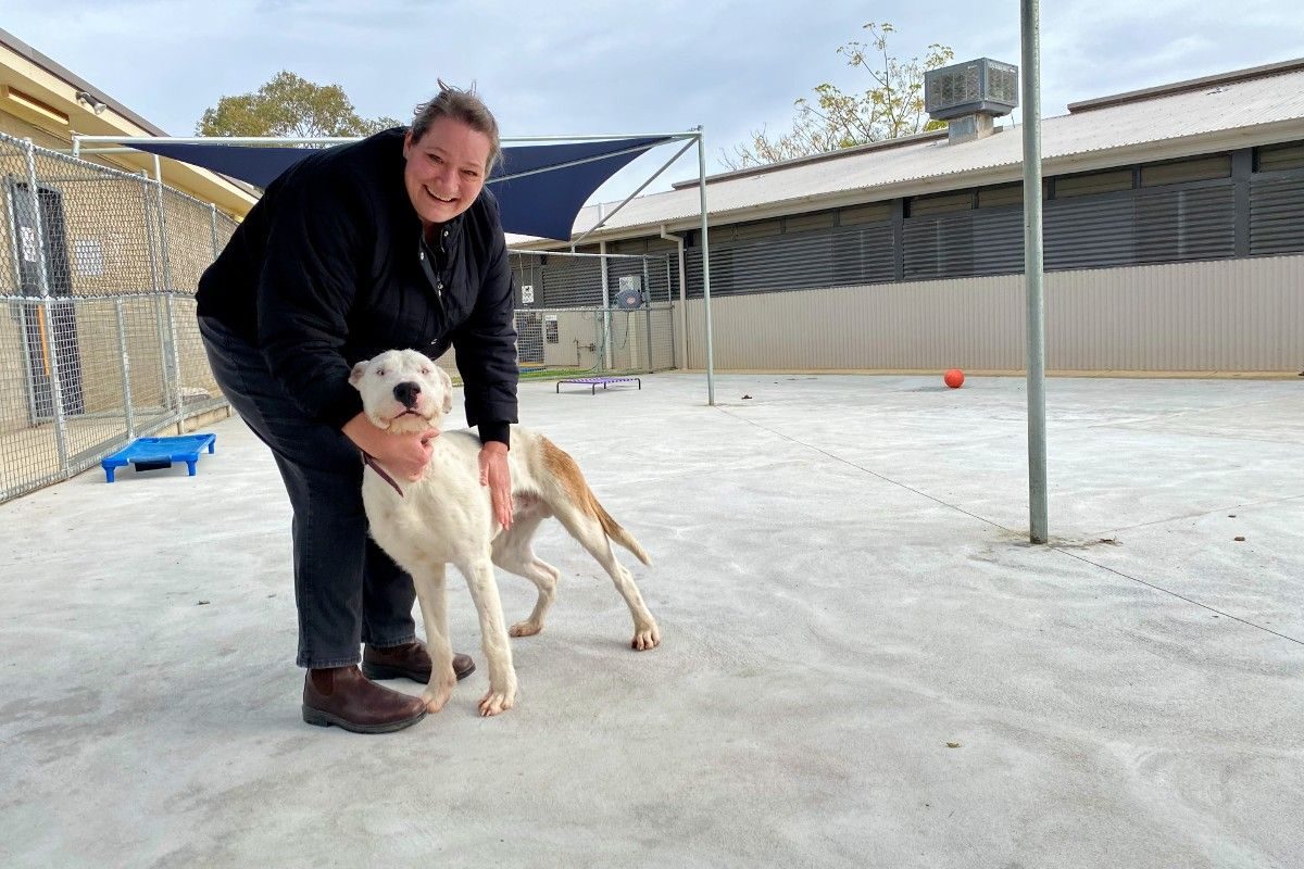 Dog with carer at animal shelter in Wagga