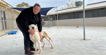Wagga animal shelter undergoes major upgrade for improved welfare