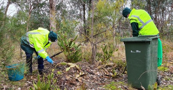 Council deals with a thorny problem on Willans Hill