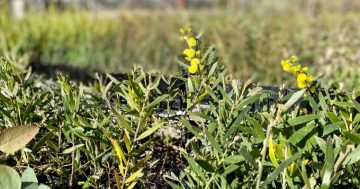 Help Wagga plant 65,000 native seedlings