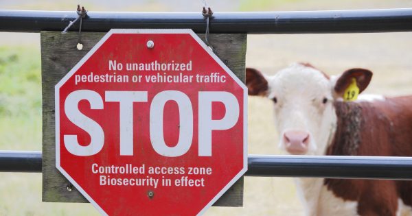 NSW farmers warned to lock the gate as FMD fears grow