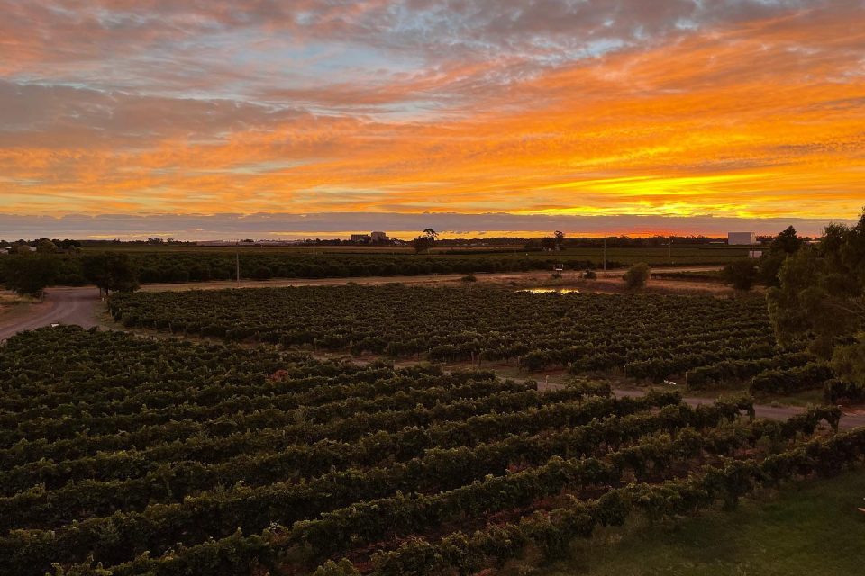 A stunning March sunset over the vines at Mino & Co. Photo: Mino & Co Winery.
