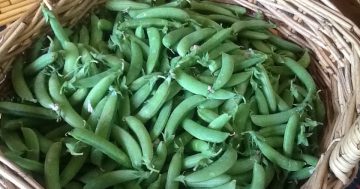 Plant your peas and prepare for summer