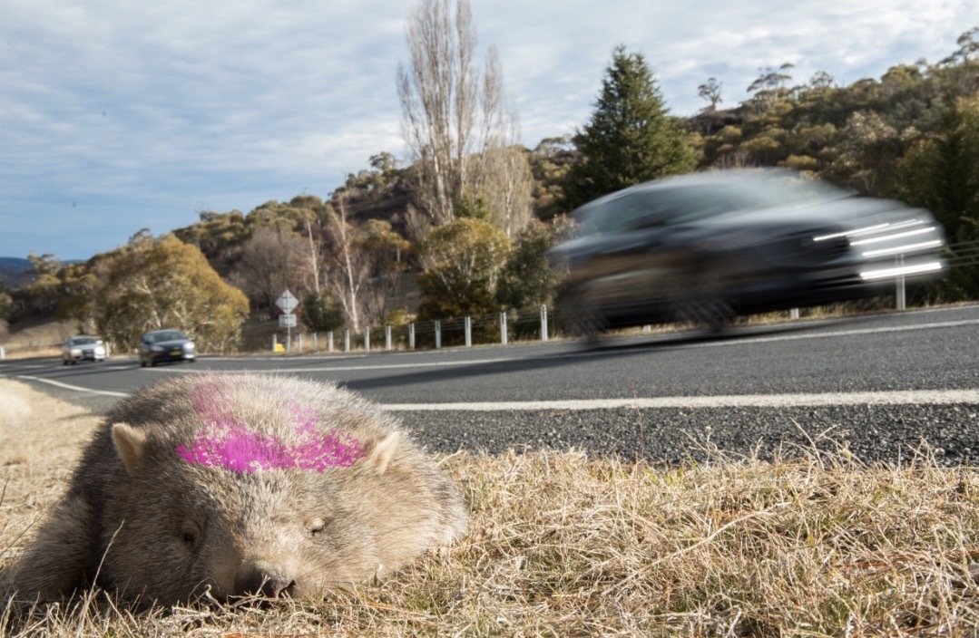 dead wombat