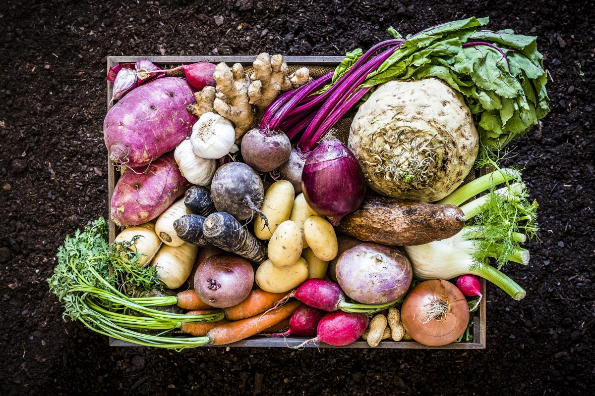Top view of a large group of multicolored root vegetables