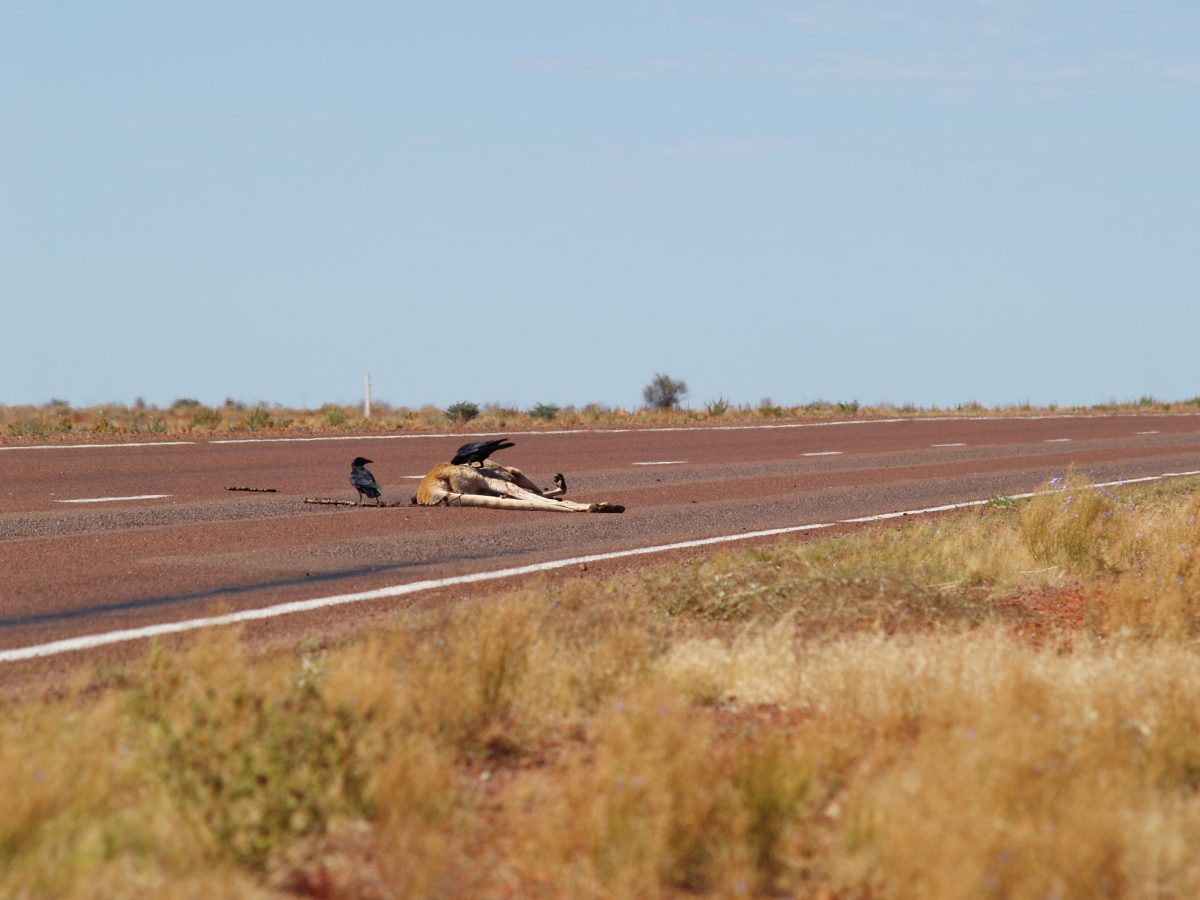 dead kangaroo on highway