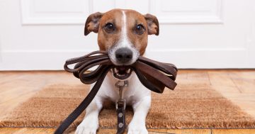 Dog owners reminded to keep their canine on a leash at all times