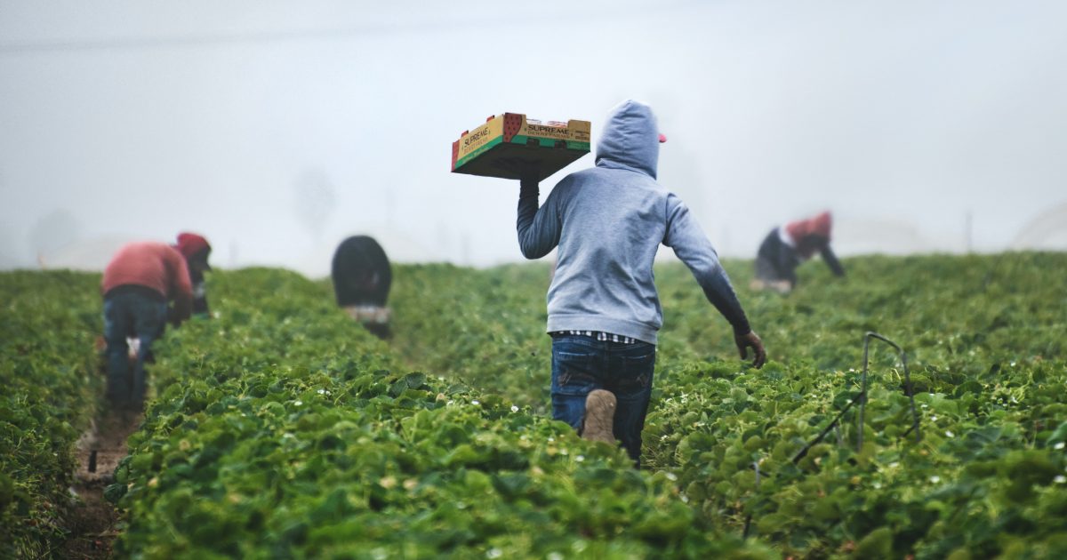 Migrant workers picking produce
