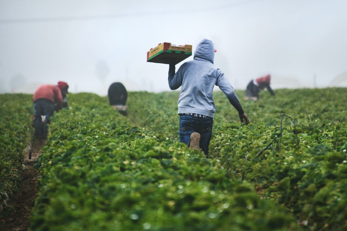 Migrant workers are a significant pillar of many Riverina industries, especially agriculture. Photo: Tim Mossholder on Unsplash.