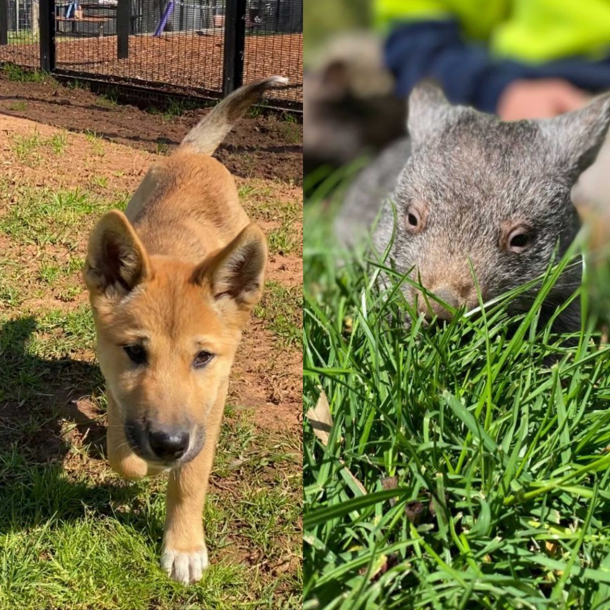Dingo puppy and baby wombat 