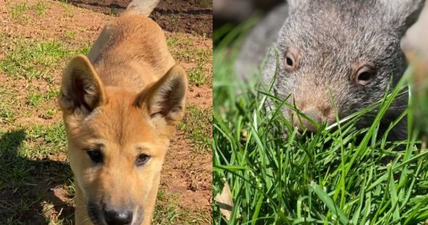 Fur the love of it: Wagga Zoo delights in baby boom