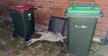 How did a dead kangaroo end up in this Kincaid Street yard?