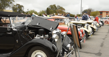 The 'faithful' gather in Wagga to share their love of classic British cars