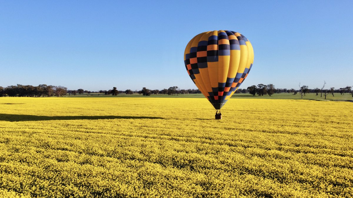 hot-air balloon in canola field
