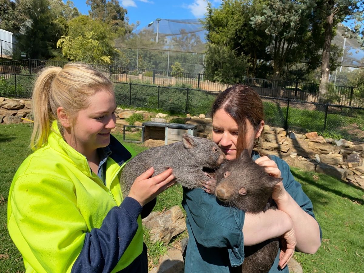 Two women with baby wombats