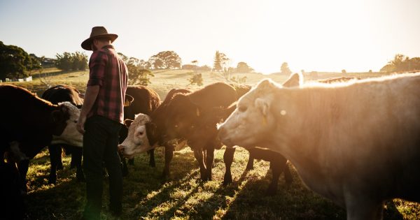 mRNA vaccines for foot and mouth disease and lumpy skin disease fast-tracked