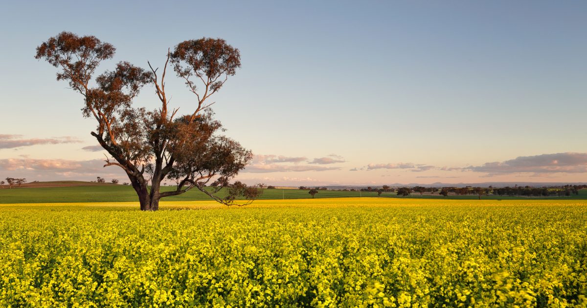 Wagga is blanketed in gold once again - signalling the much-anticipated arrival of spring. Photo: LovLeah on iStock.