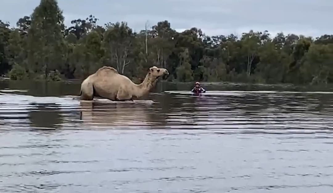 Camel in flood