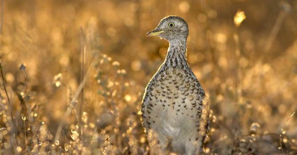 What can we do in the Riverina to work towards 'zero extinction'?