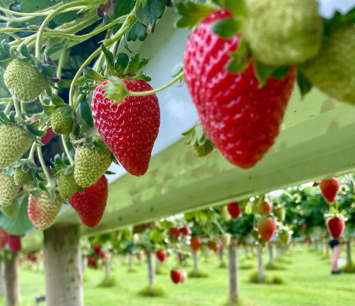 Strawberries hanging from vines 