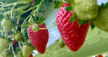 Bidgee Strawberries and Cream invites public to a true paddock to plate experience