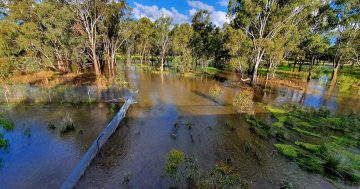Narrandera still on flood alert as the Murrumbidgee remains unpredictable