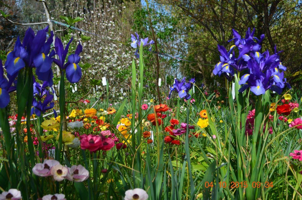 Irises growing at Riverina Iris Farm