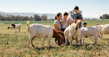'Farming' tourists may be the key to future-proofing the regions as agritourism booms