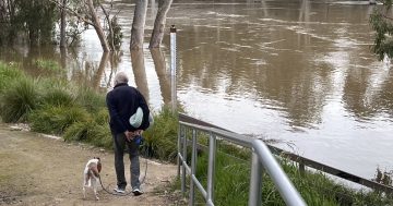 UPDATED: A bigger river than last time but hopes it will remain under 9.2m at Wagga