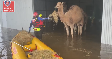 VIDEO: The dromedary drama that got Moama rescue crews over the hump