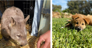 Meet Wagga Zoo's new furry residents