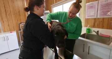 New animal studies facility set to get Wagga vet students job ready