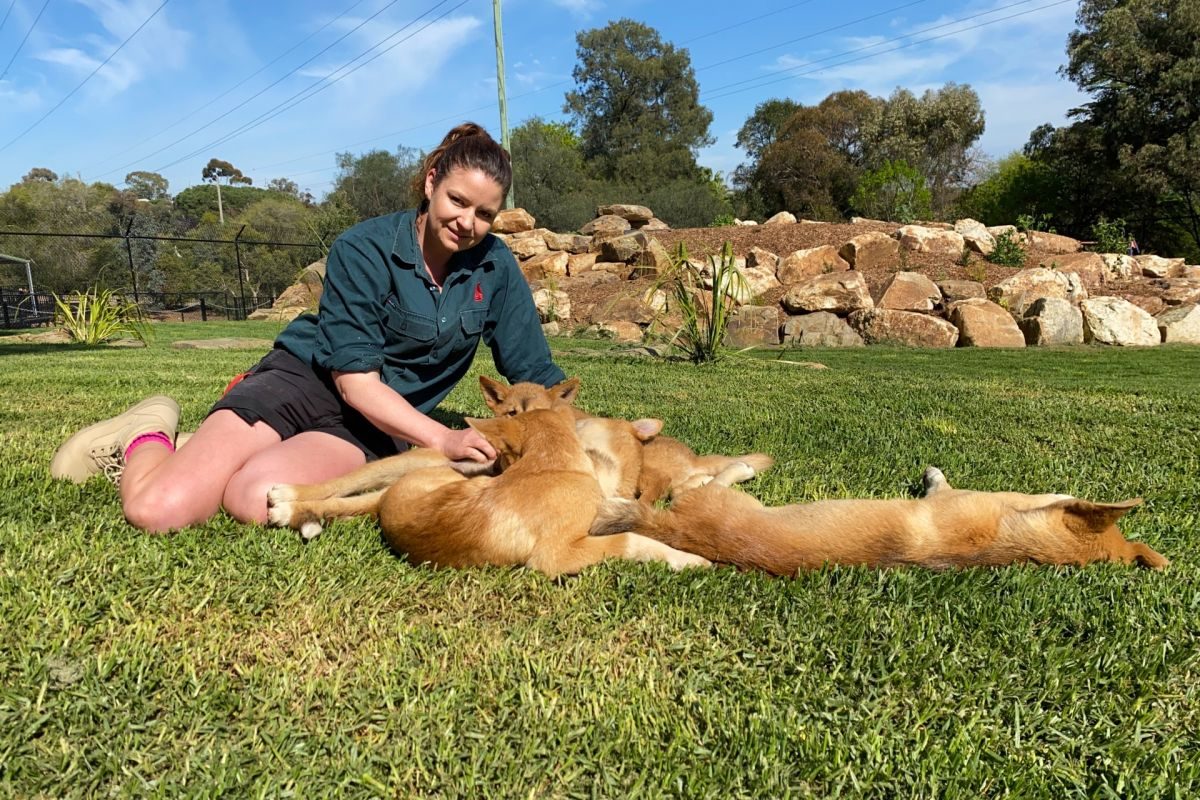 Zookeeper with dingo puppies