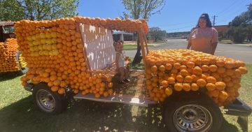 More than 100,000 oranges donated to build 67 giant citrus sculptures in Griffith for spring festival