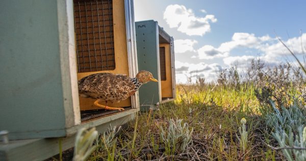 Tiny, solar satellite backpacks hold key to Riverina species' survival