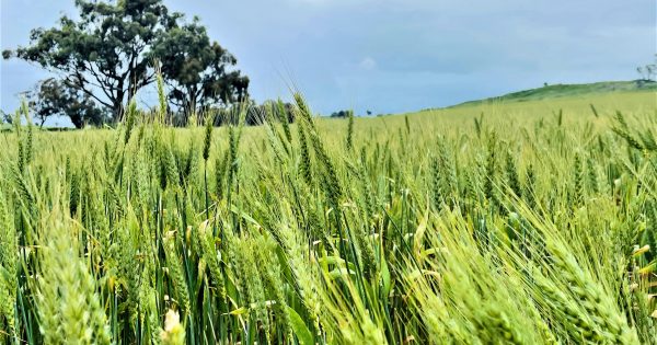 Rain pushes deadline for state crop comp, as Riverina shapes up for blue ribbon