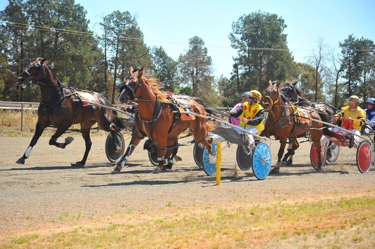 Harness racing at Griffith Harness Racing Club at Dalton Racecourse in Griffith