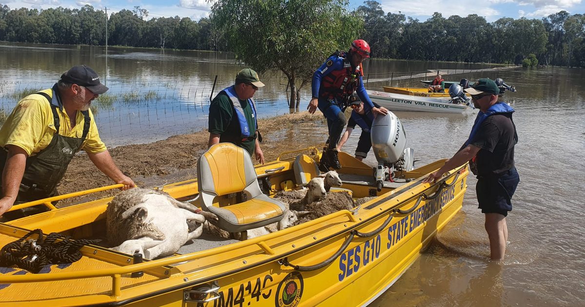 Sheep rescues, stranded drivers and busted roads as the flooding