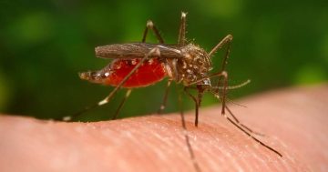First transmission of Murray Valley encephalitis in 12 years confirmed in the Riverina